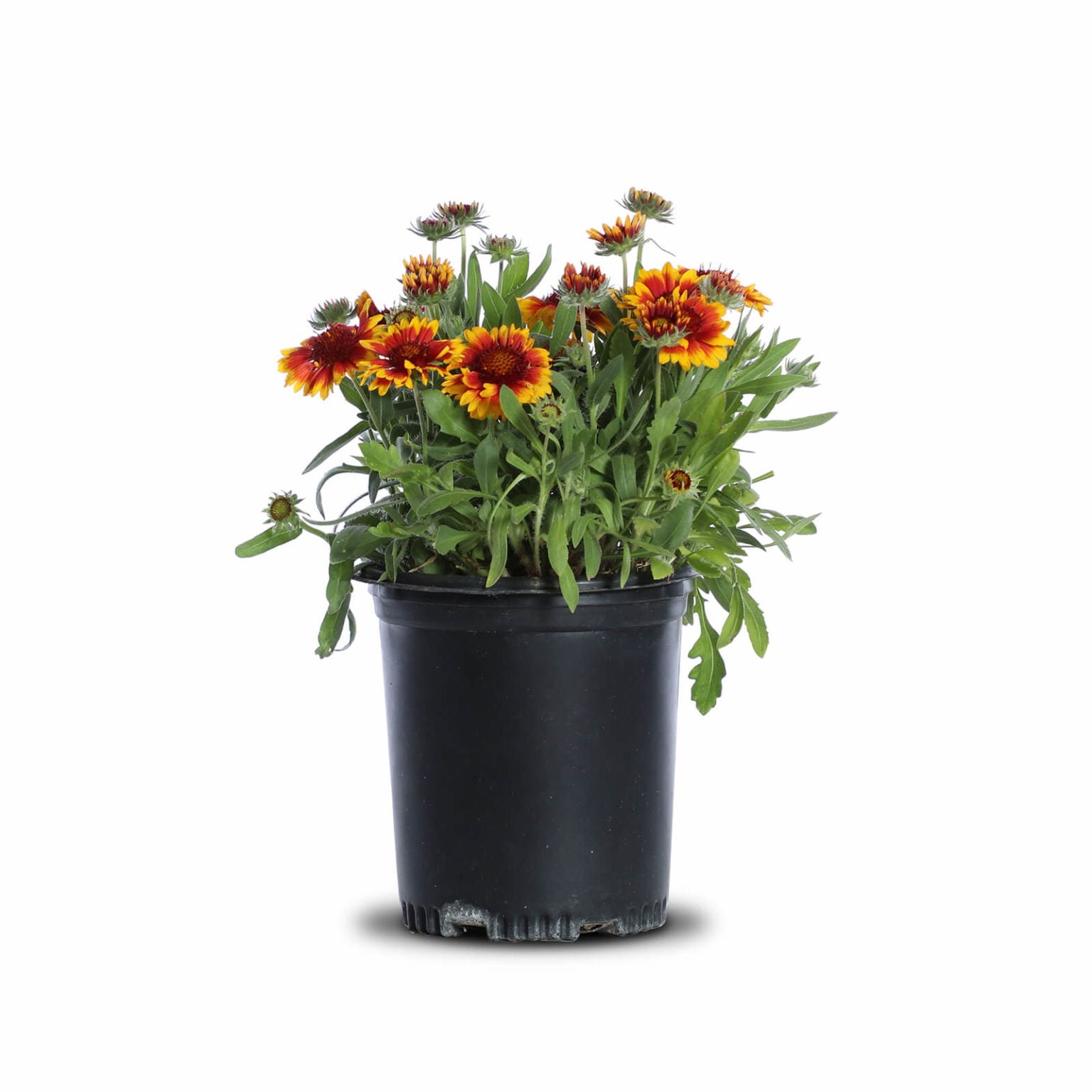Arizona Sun Blanket Flower Landscape Plant Source Landscape Plant